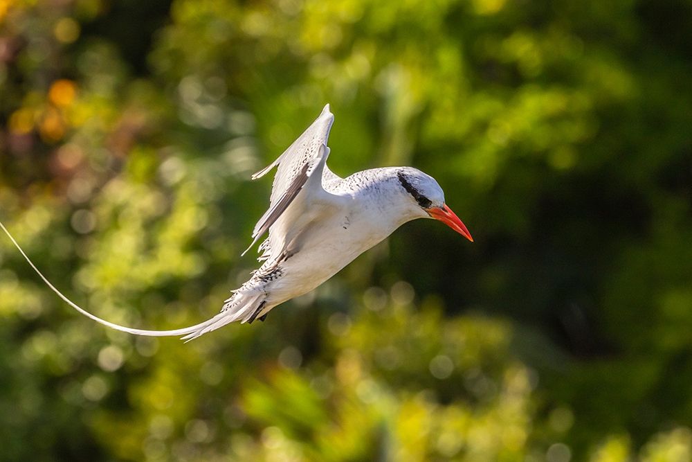 Caribbean-Little Tobago Island Red-billed tropicbird in flight